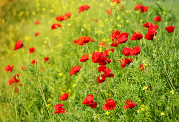 Vilda vallmo blommor på ett fält i sommar — Stockfoto