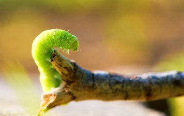 Yeşil bir tırtılın yanına.