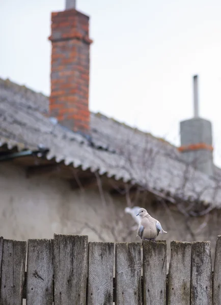 在农村的木栅栏上的鸽子 — 图库照片