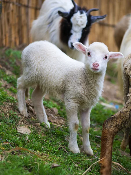 Agnello suffolk dell'aquilone, alcuni giorni, levantesi in piedi sull'erba — Foto Stock