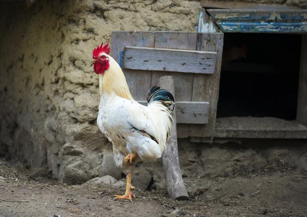 在一个农场院子里白公鸡 — 图库照片