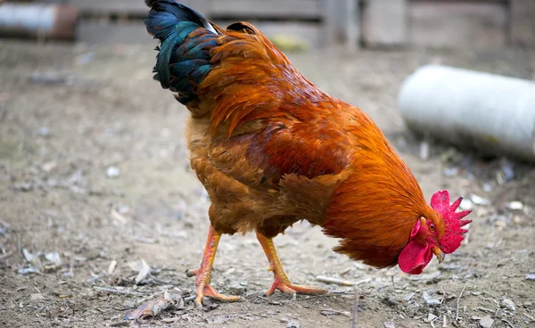 Brown red free chicken rooster in rustic farm yard — Stock Photo, Image