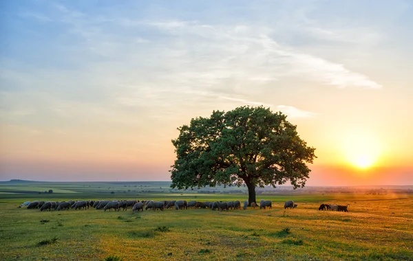 Schapen in de buurt van een eik in de zonsondergang — Stockfoto