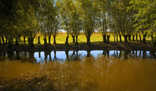 ทะเลสาบแห่งป่าในสถานที่ที่สวยงาม — ภาพถ่ายสต็อก