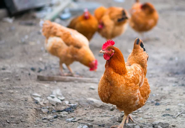 Pollos de campo libre vagan por el patio en una pequeña granja — Foto de Stock