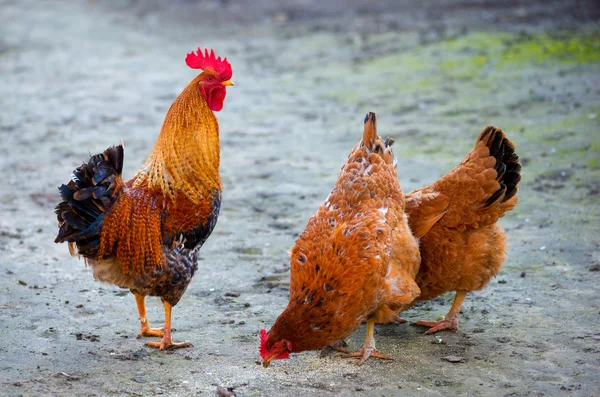 Flock of chickens and cock grazing — Stock Photo, Image