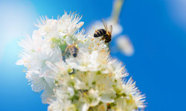 Humle mens den samler pollen fra mirabellenes plommeblomster – stockfoto