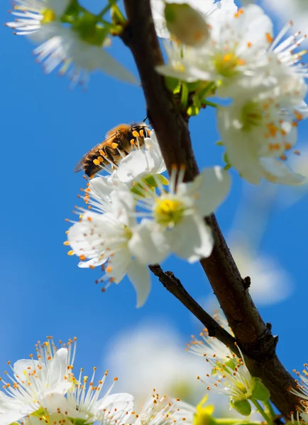 Mirabelle 매 화 꽃에서 꽃가루를 수집 하는 동안 꿀벌 — 스톡 사진