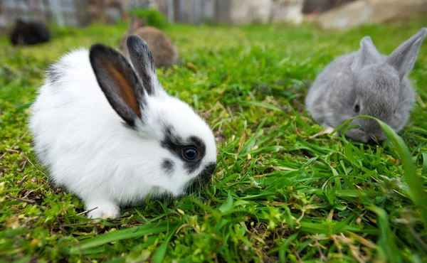 Kaniner i gräs — Stockfoto