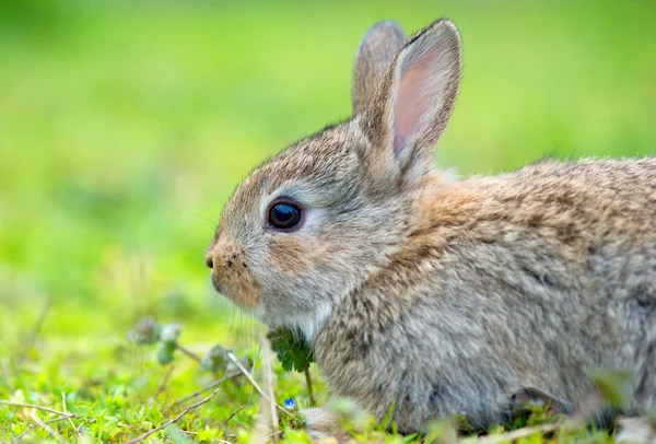 Liten kanin på grönt gräs på sommardagen — Stockfoto