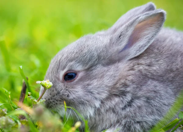 Pequeño conejo sobre hierba verde en el día de verano — Foto de Stock