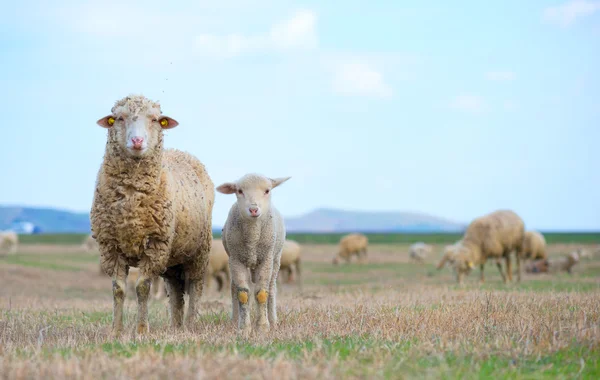 Sheep and lamb in springtime — Stock Photo, Image