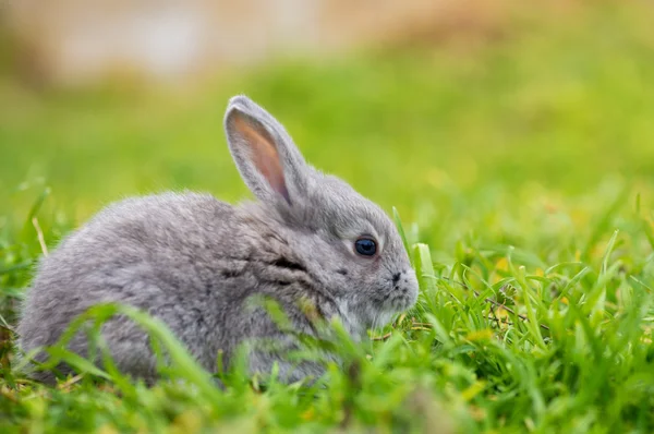 Liten kanin på grönt gräs på sommardagen — Stockfoto