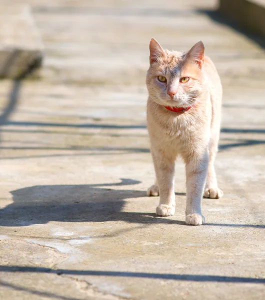 Gatto per strada. Gatto di strada. Gatto rosso. Un gatto seduto. Gatto molto serio . — Foto Stock