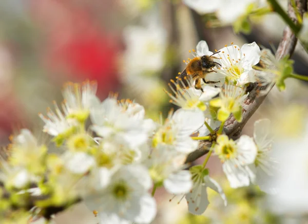 Bee collecting honey on a flowering tree in spring — Stock Photo, Image