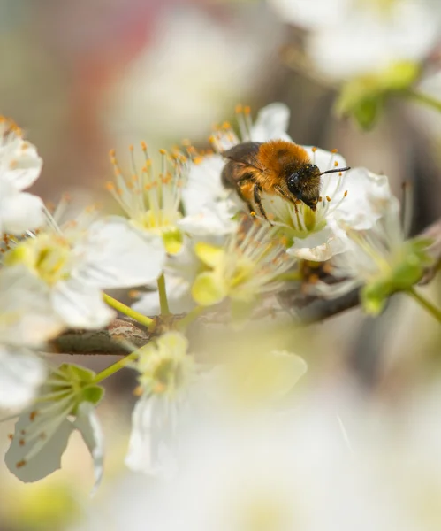 Bier som samler honning på et blomstrende tre om våren – stockfoto