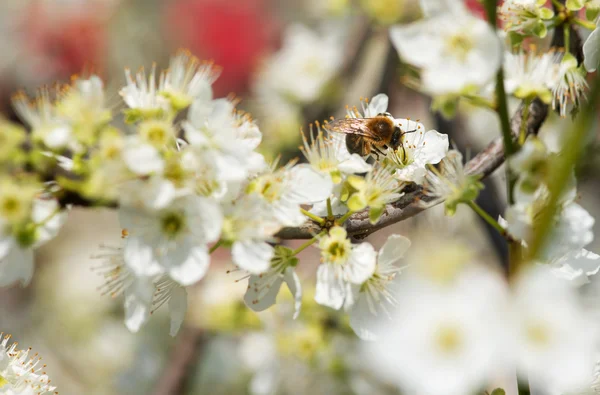 Bee collecting honey on a flowering tree in spring — Stock Photo, Image