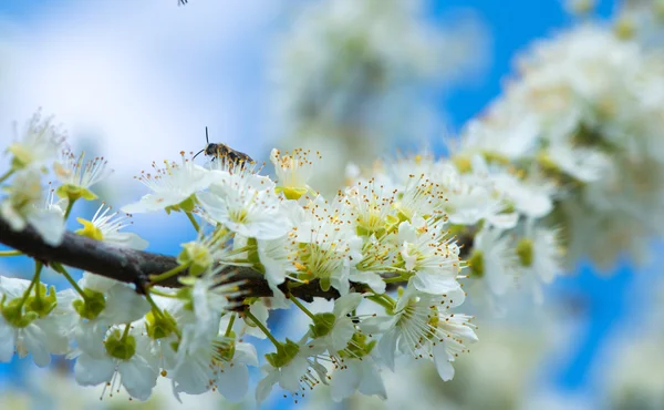 Bee collecting honey on a flowering tree in spring — Stock Photo, Image