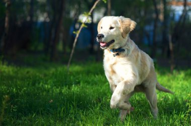 Golden Retriever köpek yavrusu çayır üzerinde çalışır