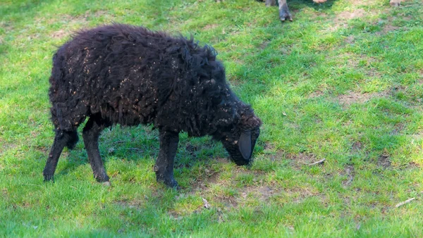 Czarna owca jedzenia trawy latem skandynawskie — Zdjęcie stockowe