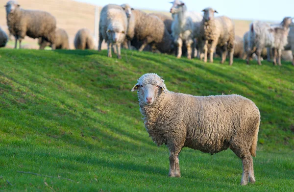 Flock av fåren på ängen — Stockfoto