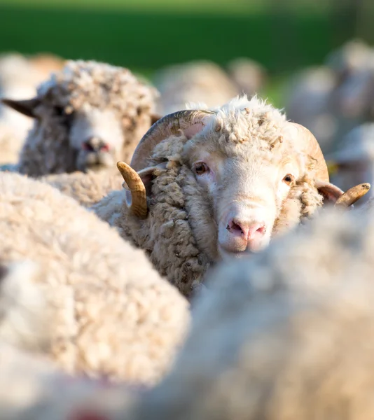 カメラ目線の群れから 1 つの羊の概念 — Stock fotografie