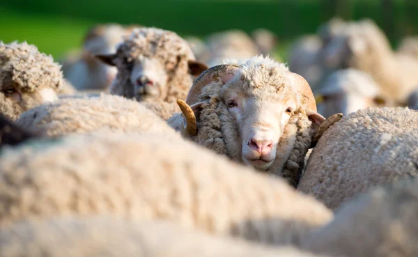 Concepto de una oveja del rebaño mirando a la cámara — Foto de Stock