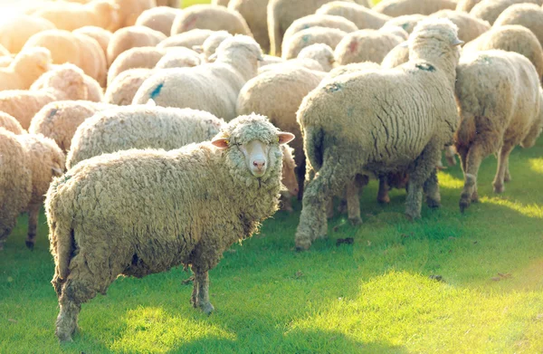 Rebaño de ovejas pastando en una colina al atardecer. — Foto de Stock