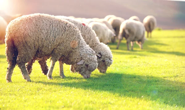 Gregge di pecore al pascolo in collina al tramonto. — Foto Stock