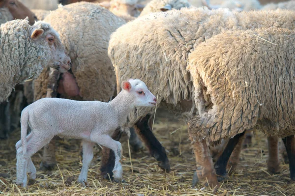 Un agnello bianco suffolk, alcuni giorni, levandosi in piedi vicino alle pecore — Foto Stock