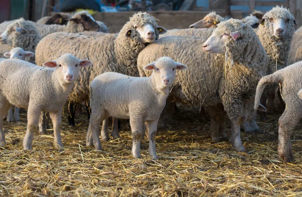 Sheep within a mob turn to check out the photographer — Stock Photo, Image