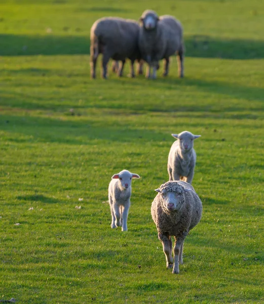 Flock av får — Stockfoto