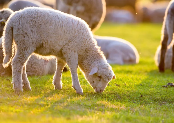 Agnello al tramonto — Foto Stock