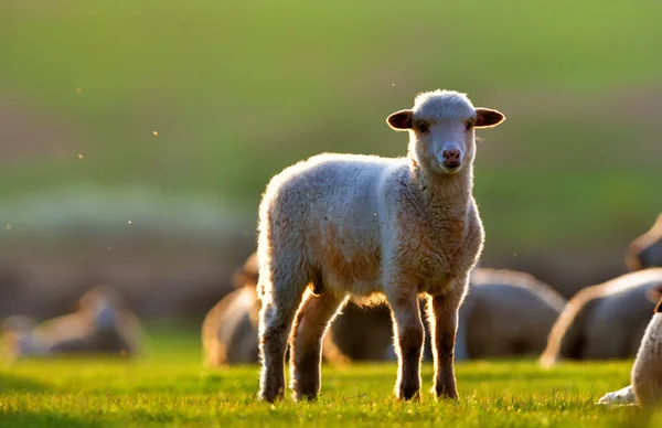 Lamb in the sunset — Stock Photo, Image
