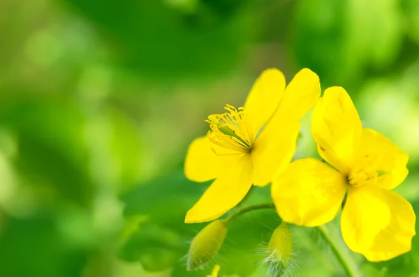 Macro de flores amarillas brillantes de mayor celidonia sobre fondo verde . —  Fotos de Stock