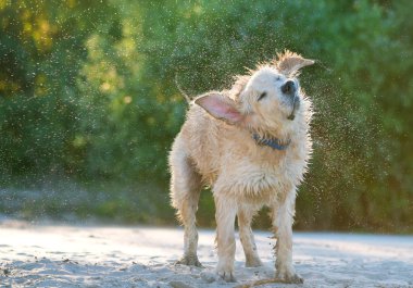 kadar plaj kıyısında deniz suyu vücudu sallayarak golden labrador görünümünü kapat.
