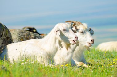 Yeşil otların arasında oturan iki keçi