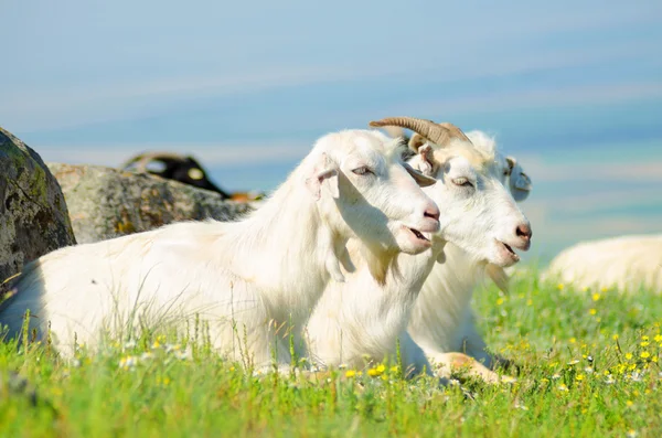Dvě kozy, které sedí v zelené trávě — Stock fotografie