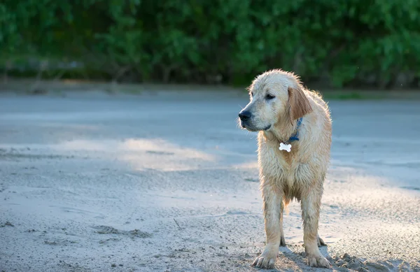 Gelukkig, modderige en natte golden retriever in de buitenlucht — Stockfoto