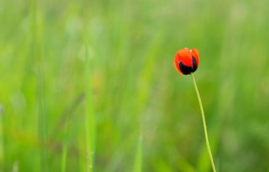 Çimen tarlasında tek bir gelincik çiçeğinin yakın çekimi. İzole edilmiş.