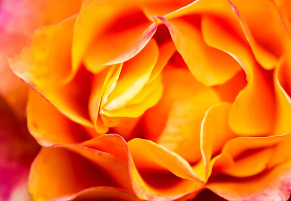 Orange rose close up — Stock Photo, Image
