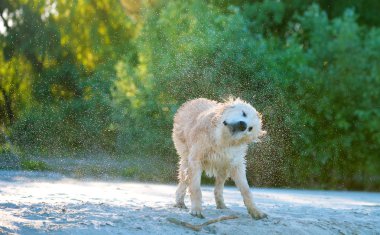 kadar plaj kıyısında deniz suyu vücudu sallayarak golden labrador görünümünü kapat.