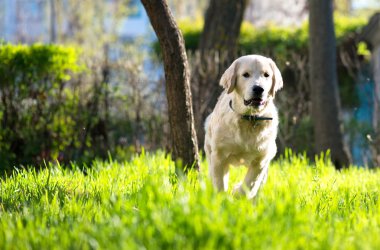 Golden Retriever köpek yavrusu çayır üzerinde çalışır