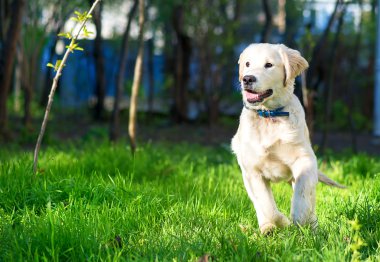 Golden Retriever köpek yavrusu çayır üzerinde çalışır