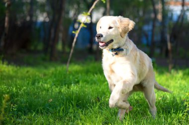 Golden Retriever köpek yavrusu çayır üzerinde çalışır