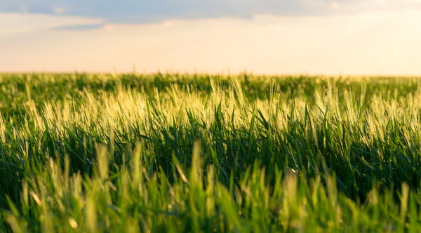 Raw food background. Bright sunset over green wheat field. — Stock Photo, Image