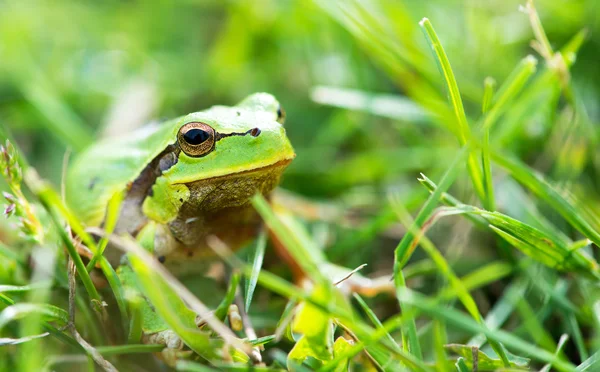 Zelená žába (Rana ridibunda) — Stock fotografie