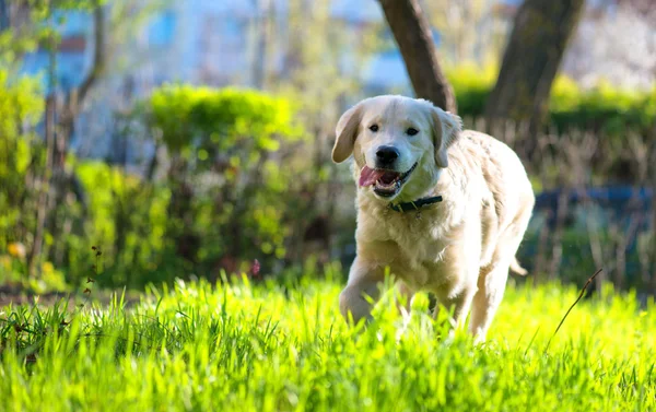 Golden Retriever köpek yavrusu çayır üzerinde çalışır