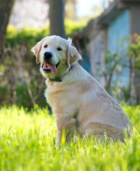 Young purebred golden retriever outdoors on grass field on a sunny summer day. — Stock Photo, Image