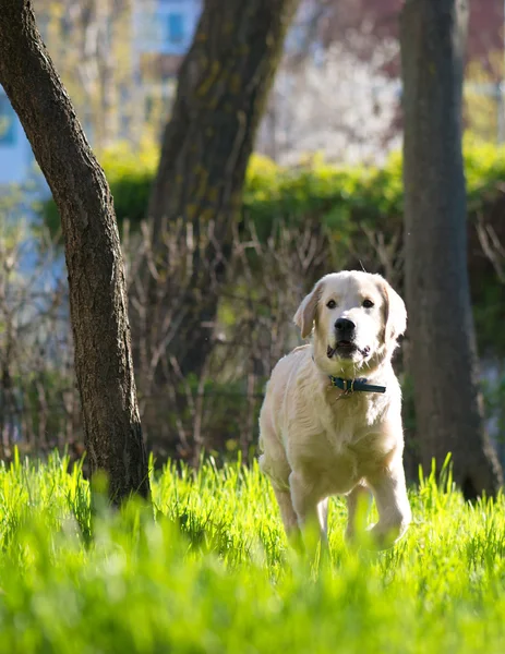 Golden Retriever köpek yavrusu çayır üzerinde çalışır